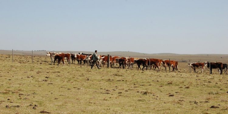 La emergencia agropecuaria se extendió a Rivera, Artigas y Salto