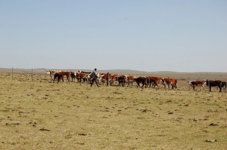 La emergencia agropecuaria se extendió a Rivera, Artigas y Salto