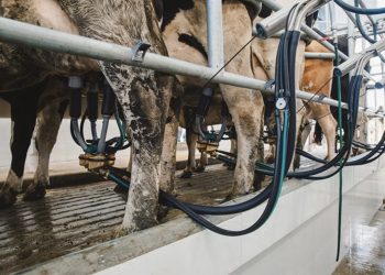 Para los tambos, la única solución, es bajar los costos del país