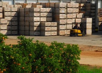 “Nuestra citricultura tiene un potencial de desarrollo fenomenal”