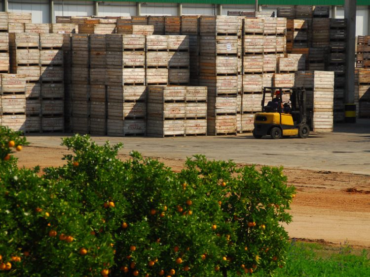 “Nuestra citricultura tiene un potencial de desarrollo fenomenal”