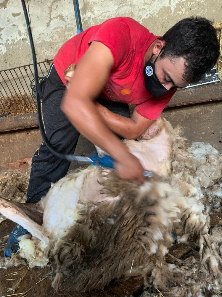 Otro orgullo nacional, los esquiladores en España