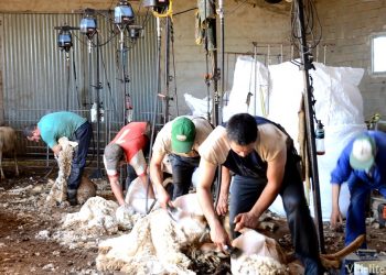 Esquiladores uruguayos ya se encuentran en viaje hacia España