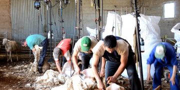 Esquiladores uruguayos ya se encuentran en viaje hacia España