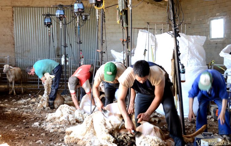 Esquiladores uruguayos ya se encuentran en viaje hacia España