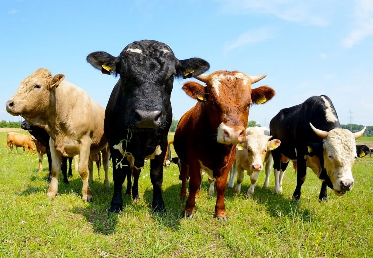 Uriarte dijo que se reactiva la exportadora cárnica y anunció próxima exportación de ganado en pie