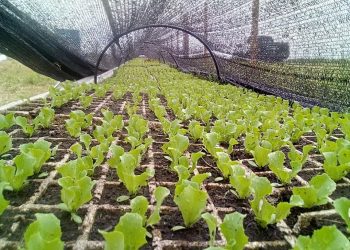 La proximidad del frío mueve los precios de los productos para preparar platos calientes