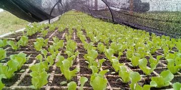 La proximidad del frío mueve los precios de los productos para preparar platos calientes