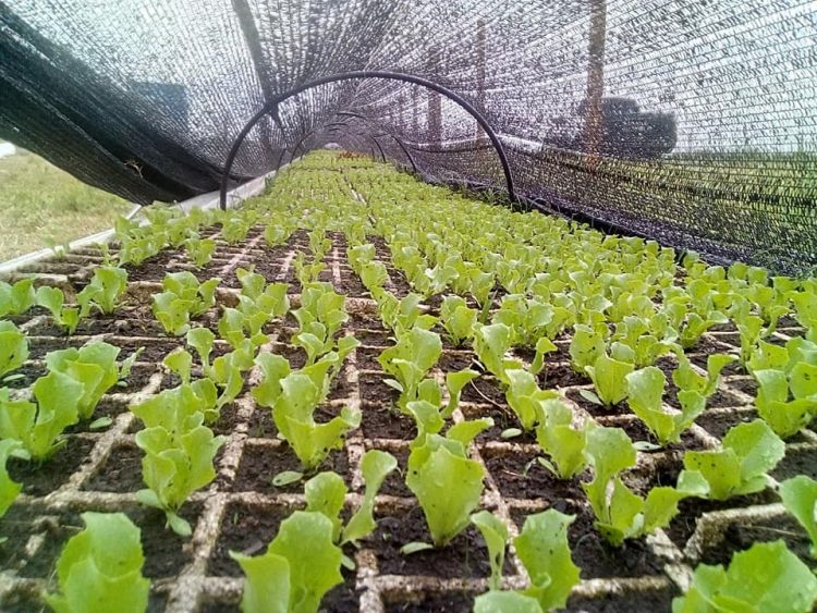 La proximidad del frío mueve los precios de los productos para preparar platos calientes