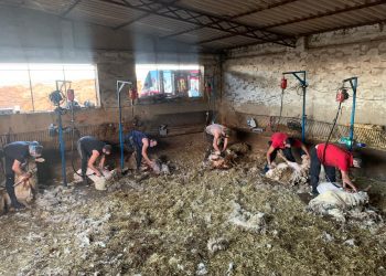 Otro orgullo nacional, los esquiladores en España