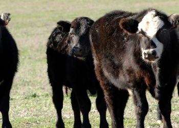 ACG: con “mercado estable” sigue la “preferencia por ganados de abasto y vacas”