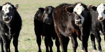 ACG: con “mercado estable” sigue la “preferencia por ganados de abasto y vacas”