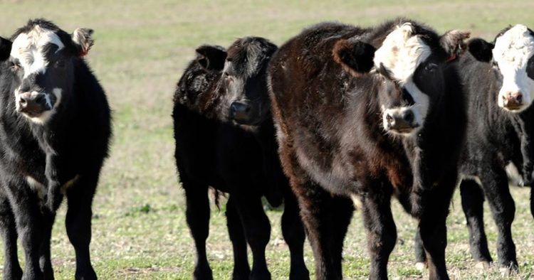 ACG: con “mercado estable” sigue la “preferencia por ganados de abasto y vacas”