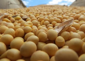 Presidente de la Rural de Soriano dijo que el robo de granos “interesa a todo” el sector agrícola