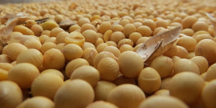 Presidente de la Rural de Soriano dijo que el robo de granos “interesa a todo” el sector agrícola