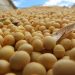 Presidente de la Rural de Soriano dijo que el robo de granos “interesa a todo” el sector agrícola