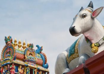 La celulosa y la res pública