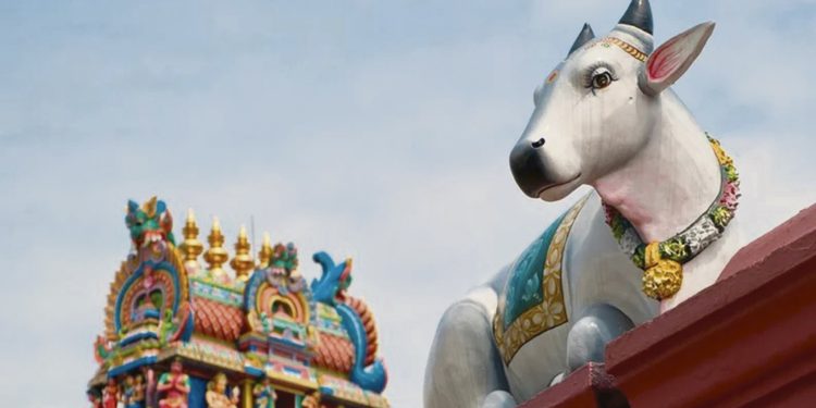 La celulosa y la res pública