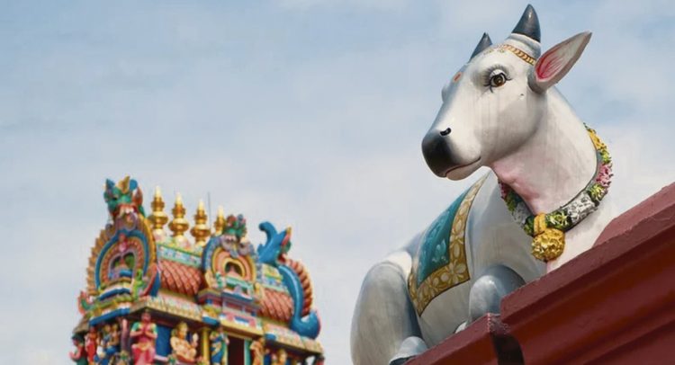 La celulosa y la res pública