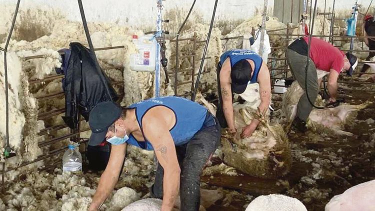 Otro orgullo nacional, los esquiladores en España