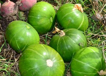 La FAO advierte del impacto del COVID-19 en la seguridad alimentaria de América Latina