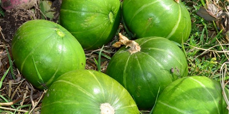 La FAO advierte del impacto del COVID-19 en la seguridad alimentaria de América Latina