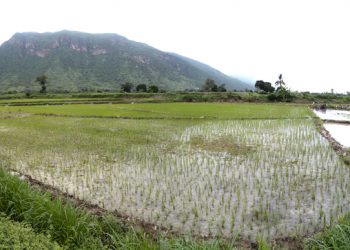 Agroexportaciones peruanas suman US$ 2.067 millones, ventas de arroz crecieron 410 %