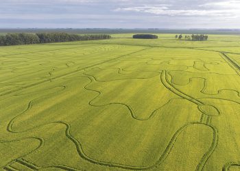 Arroz sinónimo de medio ambiente y producción. Modelo de intensificación sostenible