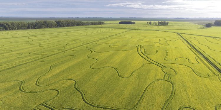 Arroz sinónimo de medio ambiente y producción. Modelo de intensificación sostenible