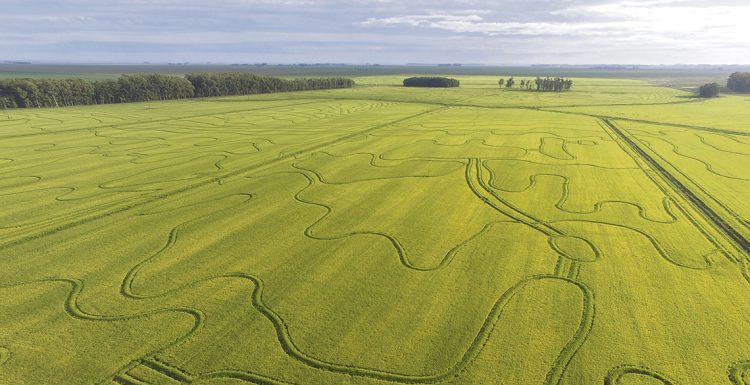 Arroz sinónimo de medio ambiente y producción. Modelo de intensificación sostenible