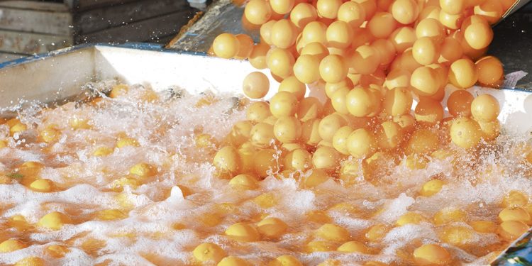 No podemos permitir el cierre de Citrícola Salteña