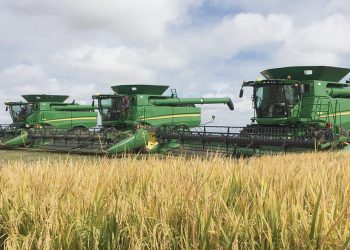 Zafra de arroz con rendimientos dentro de los máximos históricos