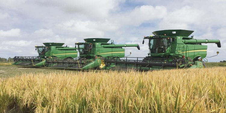 Zafra de arroz con rendimientos dentro de los máximos históricos