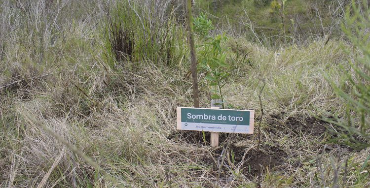 En el día del Medio Ambiente, el gobierno se comprometió a profundizar la restauración de ecosistemas naturales