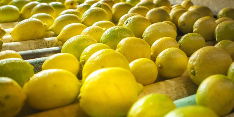 Alta oferta de cítricos en el mercado de frutas