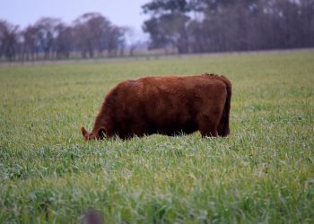 Se fortalece el mercado de haciendas