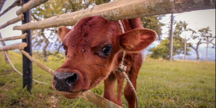 Con mercado firme, los valores de la hacienda se ajustaron al alza