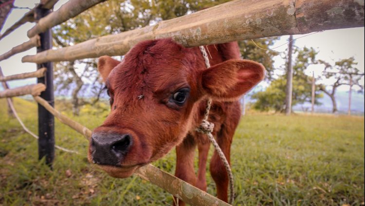 Con mercado firme, los valores de la hacienda se ajustaron al alza