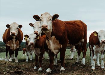 Si se va a importar ganado en pie, el MGAP debe defender “a ultranza” su estatus sanitario