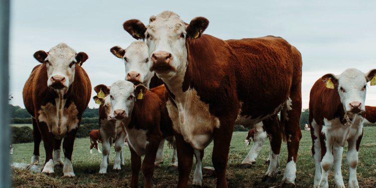 Si se va a importar ganado en pie, el MGAP debe defender “a ultranza” su estatus sanitario