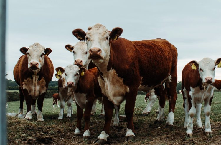Si se va a importar ganado en pie, el MGAP debe defender “a ultranza” su estatus sanitario