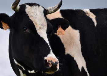 Nueva Zelanda es el único país en que creció el precio pagado al productor