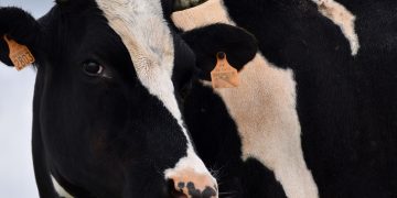 Nueva Zelanda es el único país en que creció el precio pagado al productor