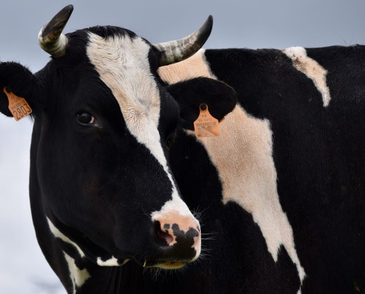 Nueva Zelanda es el único país en que creció el precio pagado al productor