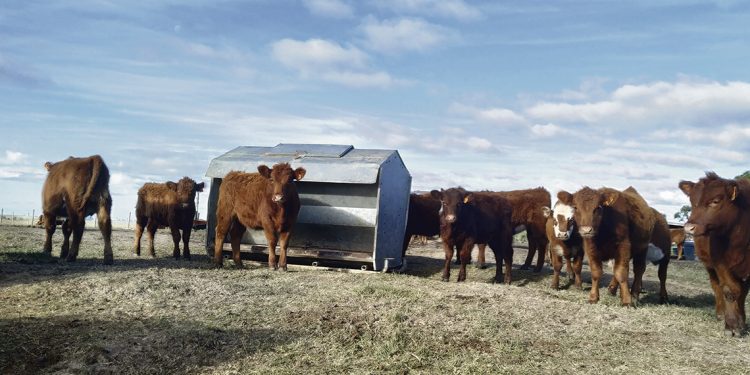 Encierre a corral: alternativa tecnológica para el invierno