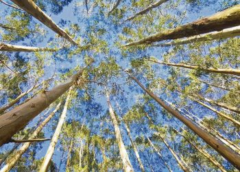 Diego Mora: “Yo soy más tambero que forestal”