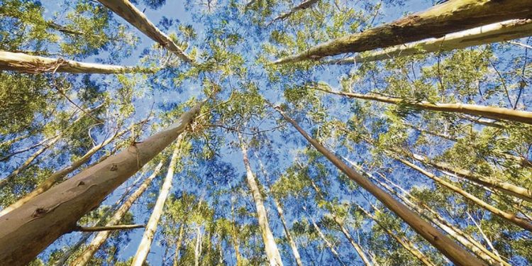 Diego Mora: “Yo soy más tambero que forestal”