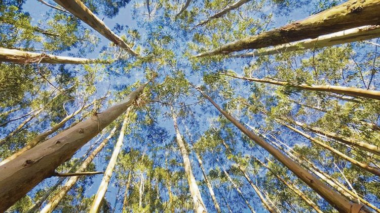 Diego Mora: “Yo soy más tambero que forestal”