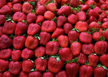 La frutilla salteña se adelantó y está disponible para el día de la madre