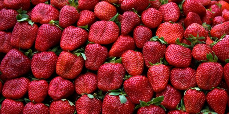 La frutilla salteña se adelantó y está disponible para el día de la madre